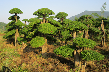 京山市盛景对节白蜡种植专业合作社