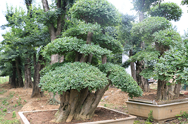 京山市盛景对节白蜡种植专业合作社